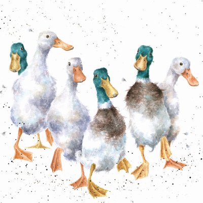 'Quackers' duck artwork print 