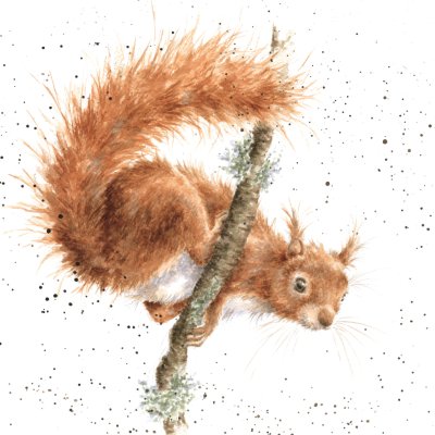 'The Acrobat' squirrel on a branch artwork print
