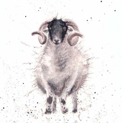 'Feeling Sheepish' sheep artwork print