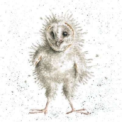'Ready to Fly' owl artwork print