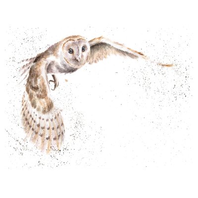 illustrated owl limited edition print