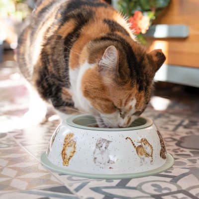 Cat Bowl